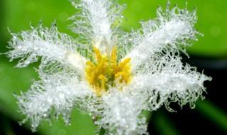 白蓟花花语是什么 你喜欢这种花吗