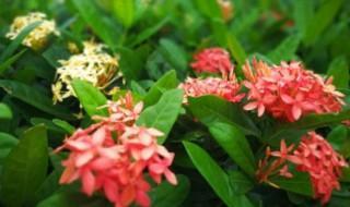 龙船花花语是什么 简述龙船花