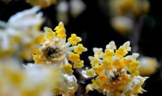 结香花花语是什么 简述结香花花语是什么