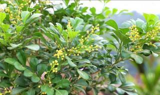 米兰花花语是什么 米兰花名字由来