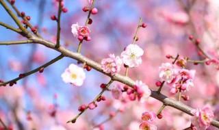 梅花花语是什么 梅花象征什么