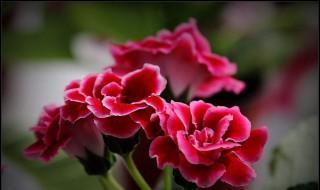 芙蓉花的花语是什么 有什么含义
