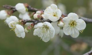梅花象征着什么 梅花的花语有哪些