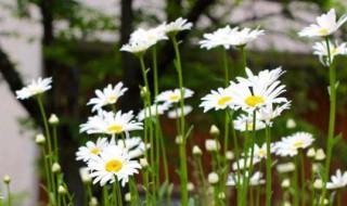 雏菊花语是什么 你知道吗