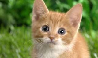 猫是几声 猫是一声