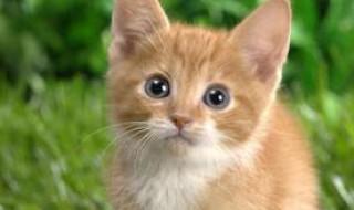 概括猫式读法要点 猫式读法讲解