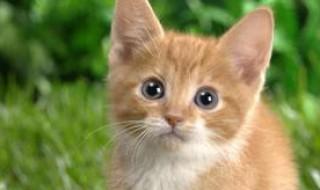 猫咪的声调是几声 猫咪的声调是一声