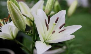 16朵百合花花语是什么 象征着什么
