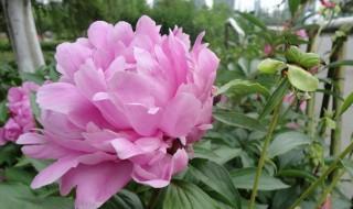 芍药花花语是什么 芍药花花语是什么意思