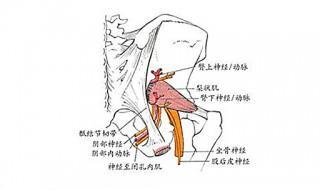 坐骨大孔由什么围成 由三种组织围成