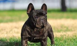 黑嘴虎斑犬纯吗 虎斑犬是什么品种的狗呢