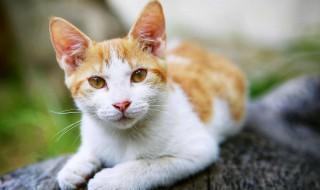 猫可以吃什么食物 家养猫可以吃什么食物
