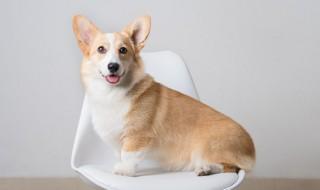柯基犬吃什么食物好(柯基犬吃什么食物好幼犬)