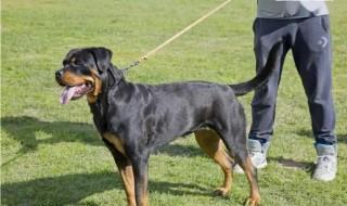 女生适合养什么大型犬 新手女生适合养什么大型犬