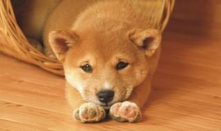 什么属相适合养狗（什么属相适合养狗狗）