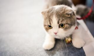 什么人适合养猫(什么人适合养猫狗)