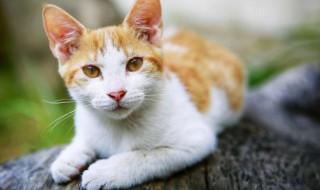 猫死在家里有什么不好吗（猫死在家里意味着什么）