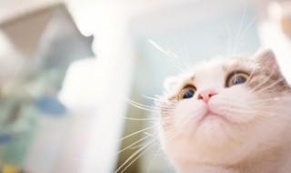 怀孕了家里有猫要紧吗,怀孕了家里有猫需要注意什么