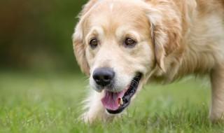 如何养好金毛幼犬,教你如何养好一只金毛犬