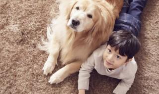 如何养好一只金毛（如何养好一只金毛犬）