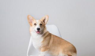 狗狗的尿骚味怎么去除(怎么去除狗狗身上的尿骚味)