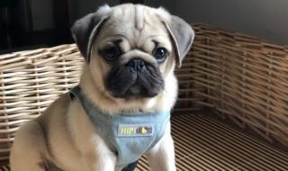 如何养好巴哥犬（巴哥犬适合家养吗）