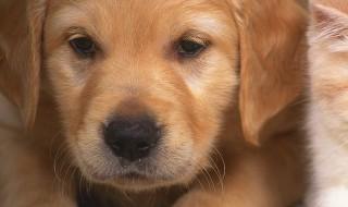 圣伯纳幼犬如何养好 圣伯纳犬怎么养