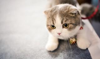 如何养好猫咪(如何养好猫猫)