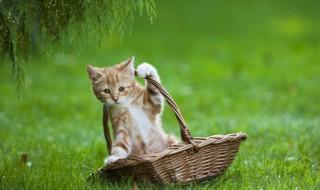 猫从家里走丢了怎么办(猫自己走丢了怎么办)