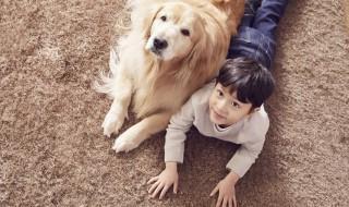 猫狗一起养要注意什么(猫狗共养注意事项)