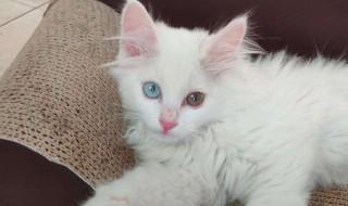山东狮子猫要怎么养(山东狮子猫好养吗?)