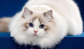 布偶猫要怎么养 布偶猫怎么养猫