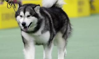 巨型阿拉要怎么养 阿拉斯加养多久才成巨型犬