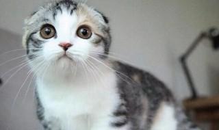 折耳猫要怎么养 折耳猫要怎么养才不会生气