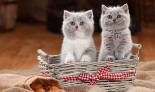 新要的小猫怎么养(刚养小猫应该怎么养)