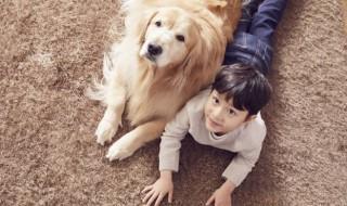 如何养好6个月的金毛犬(6个月金毛犬怎么训练)