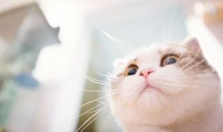 心脏肥大的猫要怎么养 猫心脏肥大怎么办