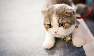小猫放笼子里养可以吗（小猫养笼子里可以么）