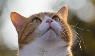 大猫的养殖方法和注意事项,大猫小猫一起养需要注意什么