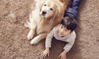 3岁的小孩适合养什么狗，两三岁的狗狗适合养吗
