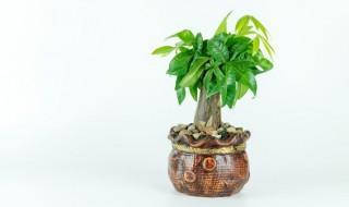 冰箱上面能放花盆吗,冰箱上面可以放花盆栽