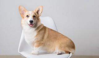 如何挑选土狗(如何挑选土狗做猎犬)