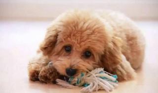 如何挑选泰迪幼犬(怎么挑选泰迪犬)
