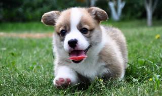 柯基犬如何挑选,柯基幼犬怎样挑选
