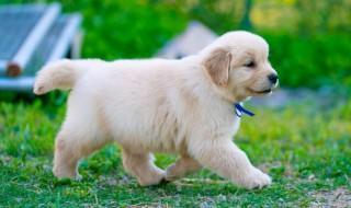 如何挑选金毛幼犬(如何挑选金毛幼犬狗粮)
