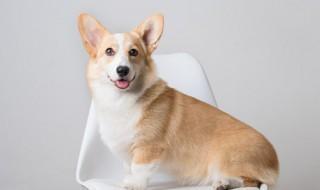 如何挑选柯基幼犬(如何挑选一只好的柯基幼犬)