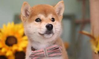 如何挑选柴犬幼犬(怎么选好的柴犬)