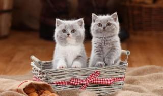 如何挑选小猫（如何挑选小猫性格）