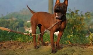 如何挑选猎犬,如何挑选猎犬的眼睛