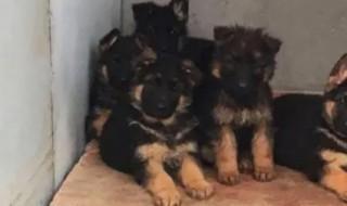 如何挑选德国牧羊犬幼犬 怎样挑选德国牧羊犬幼犬